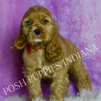 Bowie AKC, a male Cocker Spaniel for sale in Warsaw, IN – Photo 4 of 6