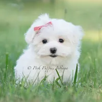 Tulip, a female Maltese for sale in Warsaw, IN – 3 of 8