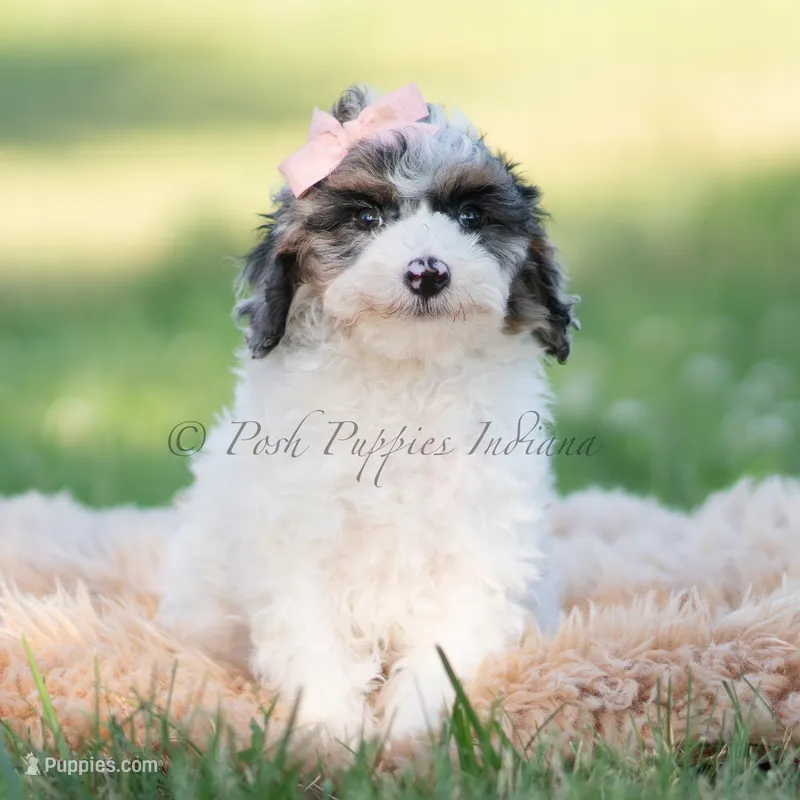 Vivi – Miniature Goldendoodle puppy for sale in Warsaw, IN