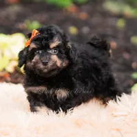 Mushu, a male Miniature Goldendoodle for sale in Warsaw, IN – 1 of 6