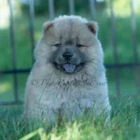 Bouji, a female Chow Chow for sale in Warsaw, IN – 4 of 10