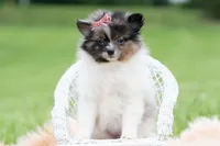 Fugi AKC, a female Pomeranian for sale in Warsaw, IN – 3 of 6