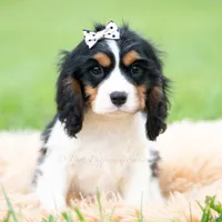 Emmett UABR, a male Cavalier King Charles Spaniel for sale in Warsaw, IN – 4 of 5