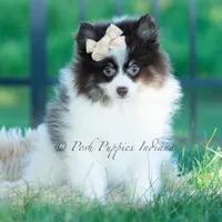 Nutella , a male Pomeranian for sale in Warsaw, IN – 2 of 7