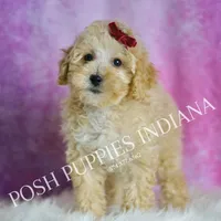 minnie, a female Maltipoo for sale in Warsaw, IN – 8 of 9