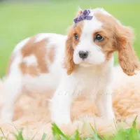 Queenie UABR, a female Cavalier King Charles Spaniel for sale in Warsaw, IN – 3 of 5