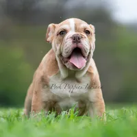 Jinko AKC, a male English Bulldog for sale in Warsaw, IN – 7 of 7