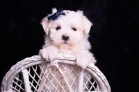 tatertot, a male Maltese for sale in Warsaw, IN – 2 of 10