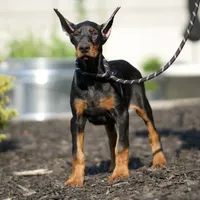 AKC EURO Zara Del Nasi Lines, a female Doberman Pinscher for sale in Warsaw, IN – Photo 6 of 7