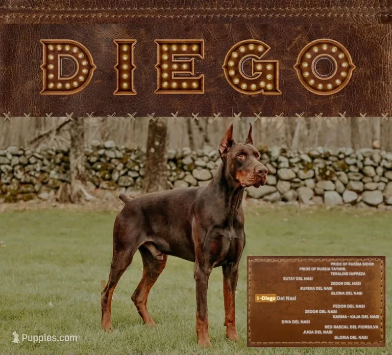 AKC EURO Zara Del Nasi Lines – Doberman Pinscher puppy for sale in Warsaw, IN