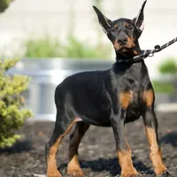 AKC EURO Zara Del Nasi Lines, a female Doberman Pinscher for sale in Warsaw, IN – Photo 5 of 7