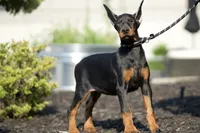 processed/074afcef-7574-4d9d-9caa-7b64469b39ab/listing/80211dd4-e693-4009-91c9-831d8c6027dd/5bc99738-253e-41ae-953c-af02d21e5ce5