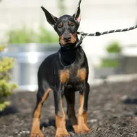 AKC EURO Zara Del Nasi Lines, a female Doberman Pinscher for sale in Warsaw, IN – Photo 1 of 7