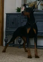 AKC EURO Zara Del Nasi Lines, a female Doberman Pinscher for sale in Warsaw, IN – 9 of 10