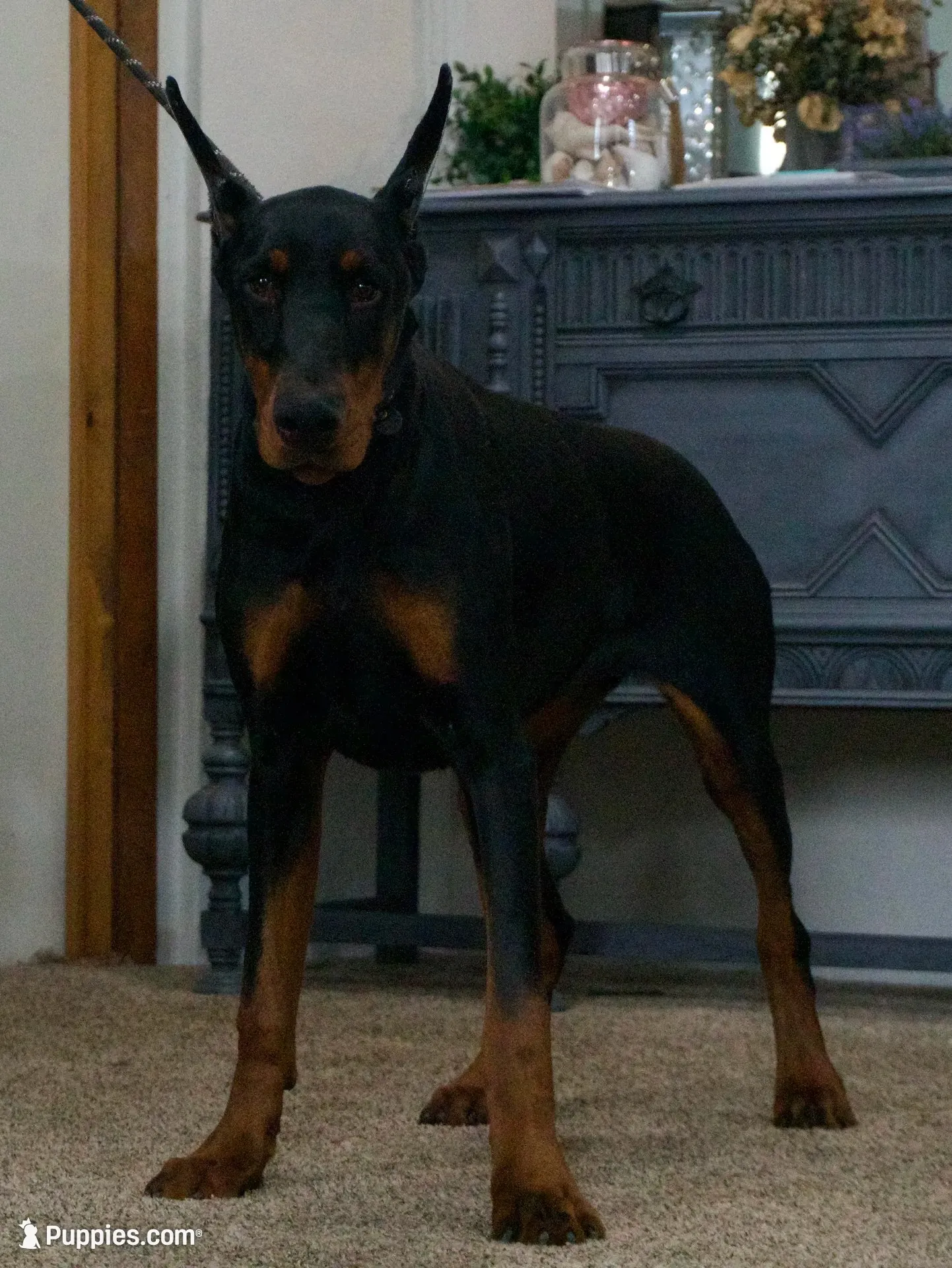 AKC EURO Zara Del Nasi Lines, a female Doberman Pinscher for sale in Warsaw, IN – 3 of 10