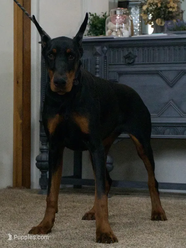 AKC EURO Zara Del Nasi Lines – Doberman Pinscher puppy for sale in Warsaw, IN