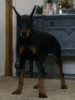 AKC EURO Zara Del Nasi Lines, a female Doberman Pinscher for sale in Warsaw, IN – 2 of 10
