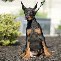 AKC EURO Zara Del Nasi Lines, a female Doberman Pinscher for sale in Warsaw, IN – Photo 2 of 7