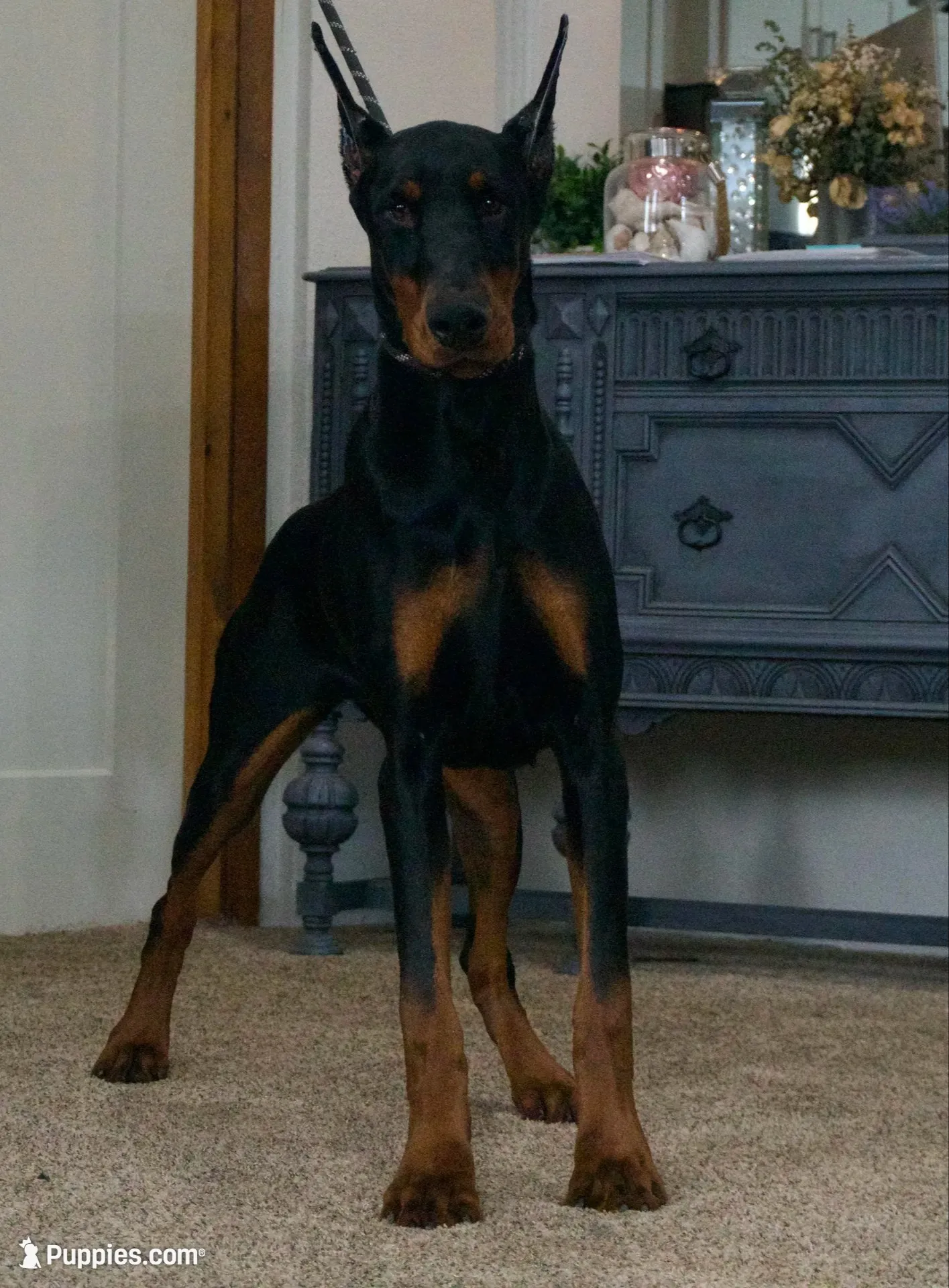 AKC EURO Zara Del Nasi Lines, a female Doberman Pinscher for sale in Warsaw, IN – 2 of 10