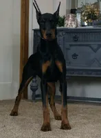 AKC EURO Zara Del Nasi Lines, a female Doberman Pinscher for sale in Warsaw, IN – 10 of 10