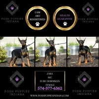 AKC EURO Zara Del Nasi Lines, a female Doberman Pinscher for sale in Warsaw, IN – Photo 7 of 7