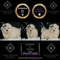 JigglyPuff, a male Maltipoo for sale in Warsaw, IN – Photo 5 of 5