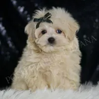 JigglyPuff, a male Maltipoo for sale in Warsaw, IN – Photo 2 of 5