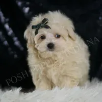 JigglyPuff, a male Maltipoo for sale in Warsaw, IN – Photo 4 of 5