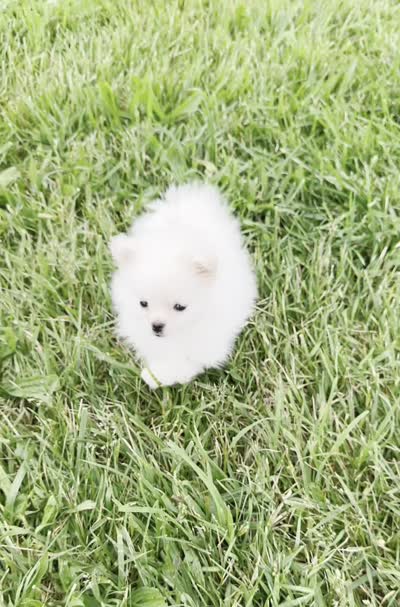 Twinkle pop AKC, a female Pomeranian for sale in Warsaw, IN – 5 of 6