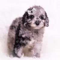 romeo, a male Poodle - Toy  for sale in Warsaw, IN – 4 of 8