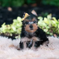 Momo, a male Yorkshire Terrier for sale in Warsaw, IN – 7 of 7