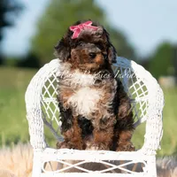 Nova AKC, a female Poodle - Toy  for sale in Warsaw, IN – 3 of 6