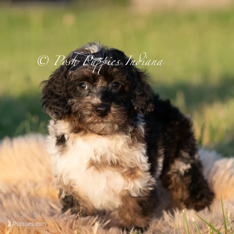 Fudge Swirls – Poodle - Toy  puppy for sale in Warsaw, IN