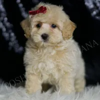 Pippa, a female Maltipoo for sale in Warsaw, IN – Photo 3 of 4