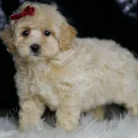 Pippa, a female Maltipoo for sale in Warsaw, IN – Photo 2 of 4