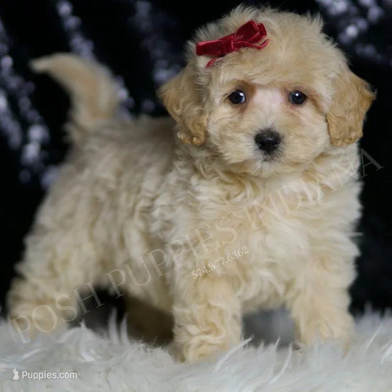 Pippa – Maltipoo puppy for sale in Warsaw, IN