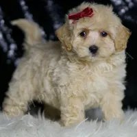 Pippa, a female Maltipoo for sale in Warsaw, IN – Photo 1 of 4