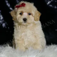 Pippa, a female Maltipoo for sale in Warsaw, IN – Photo 4 of 4