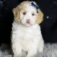Chase, a male Maltipoo for sale in Warsaw, IN – Photo 4 of 7