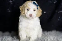 Chase, a male Maltipoo for sale in Warsaw, IN – Photo 4 of 7