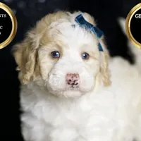 Chase, a male Maltipoo for sale in Warsaw, IN – Photo 3 of 7