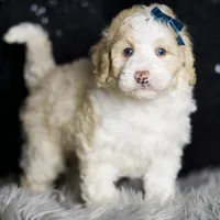 Chase, a male Maltipoo for sale in Warsaw, IN – Photo 7 of 7