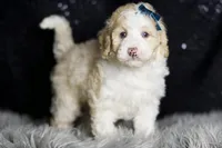 Chase, a male Maltipoo for sale in Warsaw, IN – Photo 7 of 7