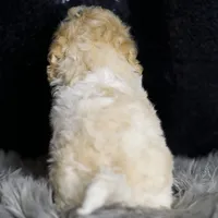 Chase, a male Maltipoo for sale in Warsaw, IN – Photo 6 of 7