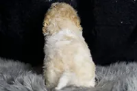 Chase, a male Maltipoo for sale in Warsaw, IN – Photo 6 of 7