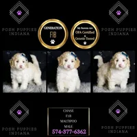 Chase, a male Maltipoo for sale in Warsaw, IN – Photo 2 of 7