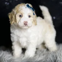 Chase, a male Maltipoo for sale in Warsaw, IN – Photo 5 of 7