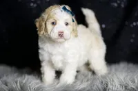 Chase, a male Maltipoo for sale in Warsaw, IN – Photo 5 of 7