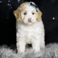 Chase, a male Maltipoo for sale in Warsaw, IN – Photo 1 of 7
