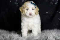 Chase, a male Maltipoo for sale in Warsaw, IN – Photo 1 of 7